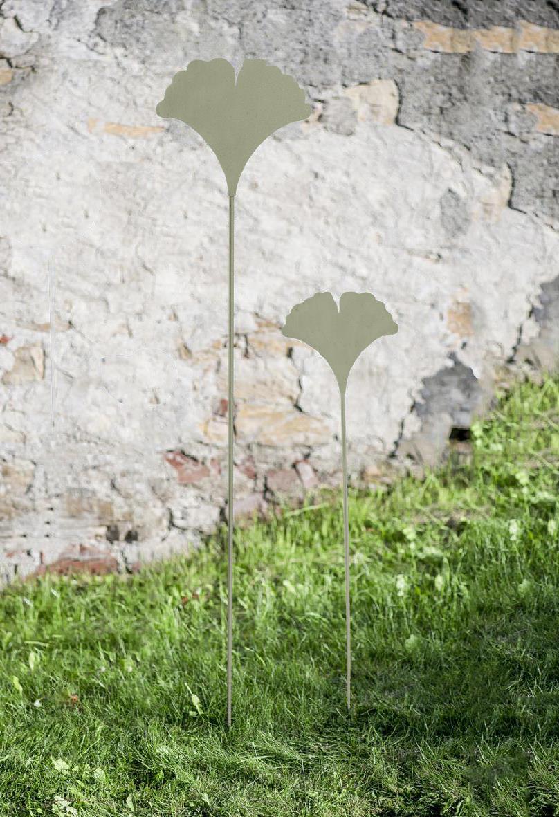 Ginkgo Salbei am Stab VE 12 in 2 Größen